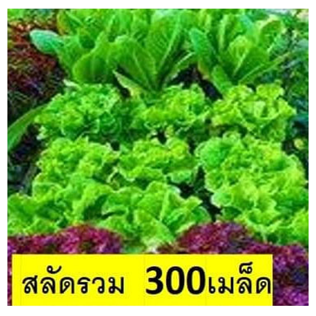 เมล็ดสลัดต่างๆ เมล็ดพันธุ์ ปลูกต่อได้ - รูปที่ 2