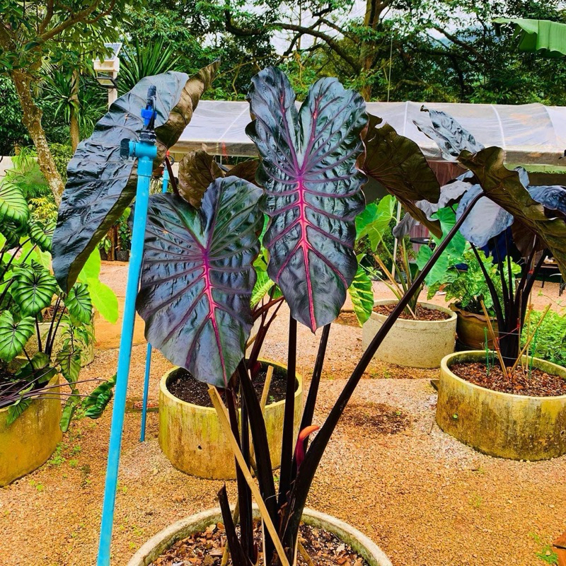 โคโลคาเซียนากาเบส(Colocasia Nagabless)ไม้ฟอกอากาศ  ไม้ประดับ ไม้แต่งสวน ราคาถูกสุดๆ ไม้ด่าง ไม้หายาก