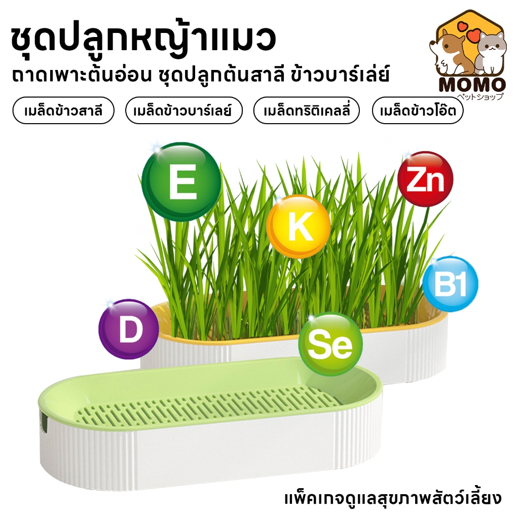 momopet ชุดปลูกหญ้าแมว หญ้าแมว เมล็ดข้าวสาลี ถาดเพาะต้นอ่อน ชุดปลูกต้นสาลี ข้าวบาร์เล่ย์