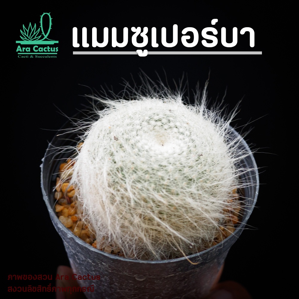สวนขายเอง! แมมซูเปอร์บา แม่เฒ่าขน Mammillaria hahniana superba ไซส์กระถาง 2 นิ้ว แคคตัส กระบองเพชร ต้นไม้ประดับ อวบน้ำ