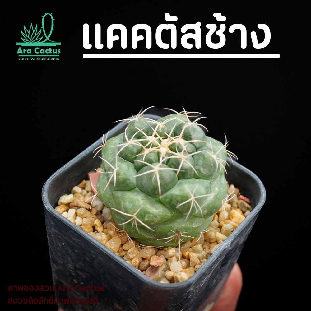 สวนขายเอง! กระบองเพชรช้าง Coryphantha elephantidens ไซส์กระถาง 2 นิ้ว แคคตัส ต้นไม้ประดับ อวบน้ำ แคนตัส ตะบองเพชร ราคา ถูกที่สุด ดีลบีเคเค