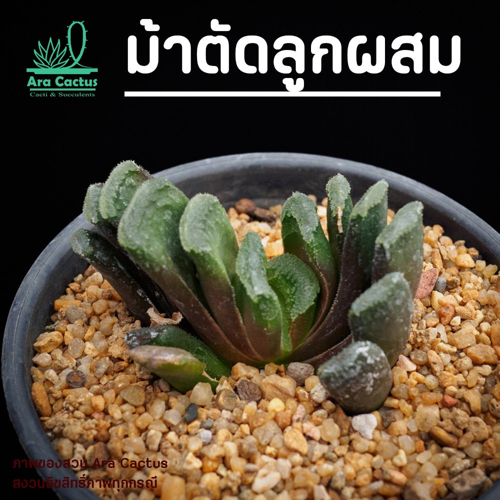 สวนขายเอง! ฮาโวเทีย ม้าตัดลูกผสม H. truncata hyb ไซส์กระถาง 3 นิ้ว ต้นไม้ประดับ ไม้อวบน้ำ แคคตัส กระบองเพชร ไม้ฟอกอากาศ