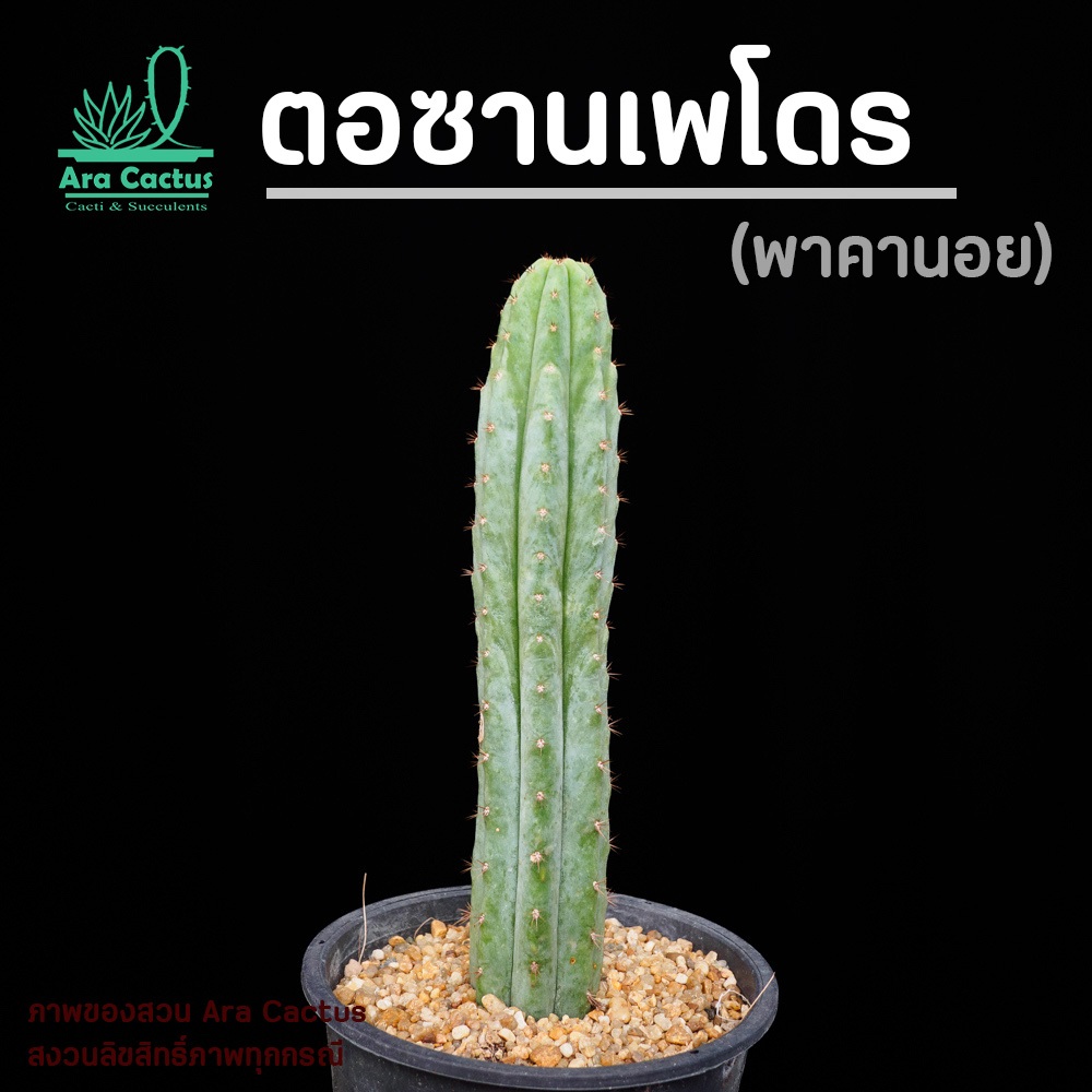สวนขายเอง! ซานเพโดรใหญ่ Trichocereus pachanoi ไซส์กระถาง 4 นิ้ว แคคตัส กระบองเพชร ต้นไม้ประดับ อวบน้ำ  แคนตัส  ตะบองเพชร