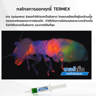 TERMEX เจลไล่ ควบคุมปลวก สารสกัดธรรมชาติ เห็นผลไว ไม่มีสารตกค้าง