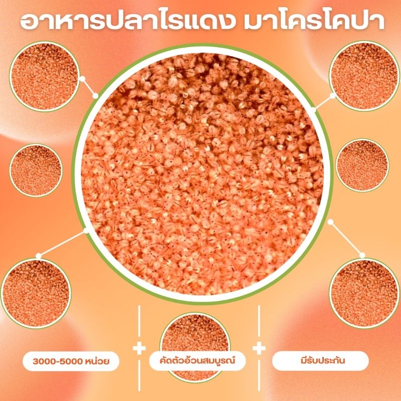 อาหารปลา ไรแดงmacrocopa เมื่อซื้อครบ 3ถุงเพียง 49บาท เป็นอาหารปลาทุกชนิด มีรับประกันเคลมฟรี