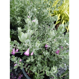 ต้นนีออน ใบเทา ใบเงิน ดอกม่วง Leucophyllum frutescens Ash bush Purple sage