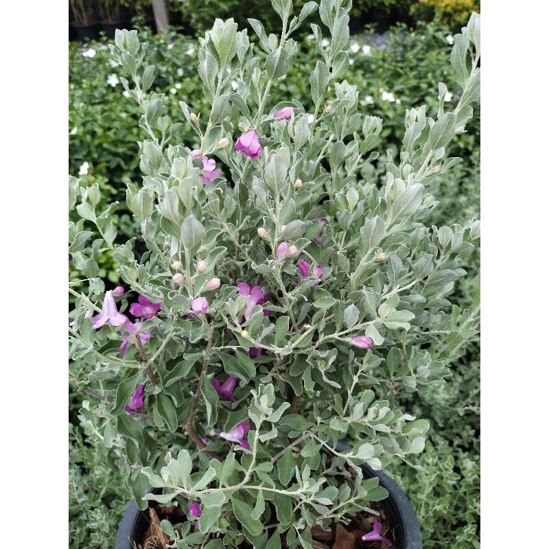 ต้นนีออน ใบเทา ใบเงิน ดอกม่วง Leucophyllum frutescens Ash bush Purple sage