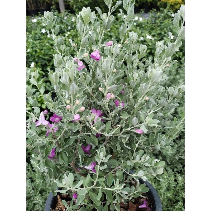 ต้นนีออน ใบเทา ใบเงิน ดอกม่วง Leucophyllum frutescens Ash bush Purple sage