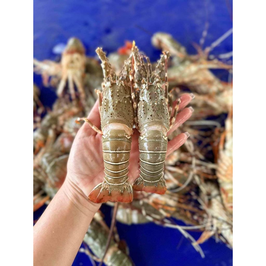 กุ้งมังกรไซส์มินิเกรดA ทานซาซิมิได้ ตัวละประมาณ0.5-1.5ขีด ขายเป็นตัว ราคาถูกสุดๆ