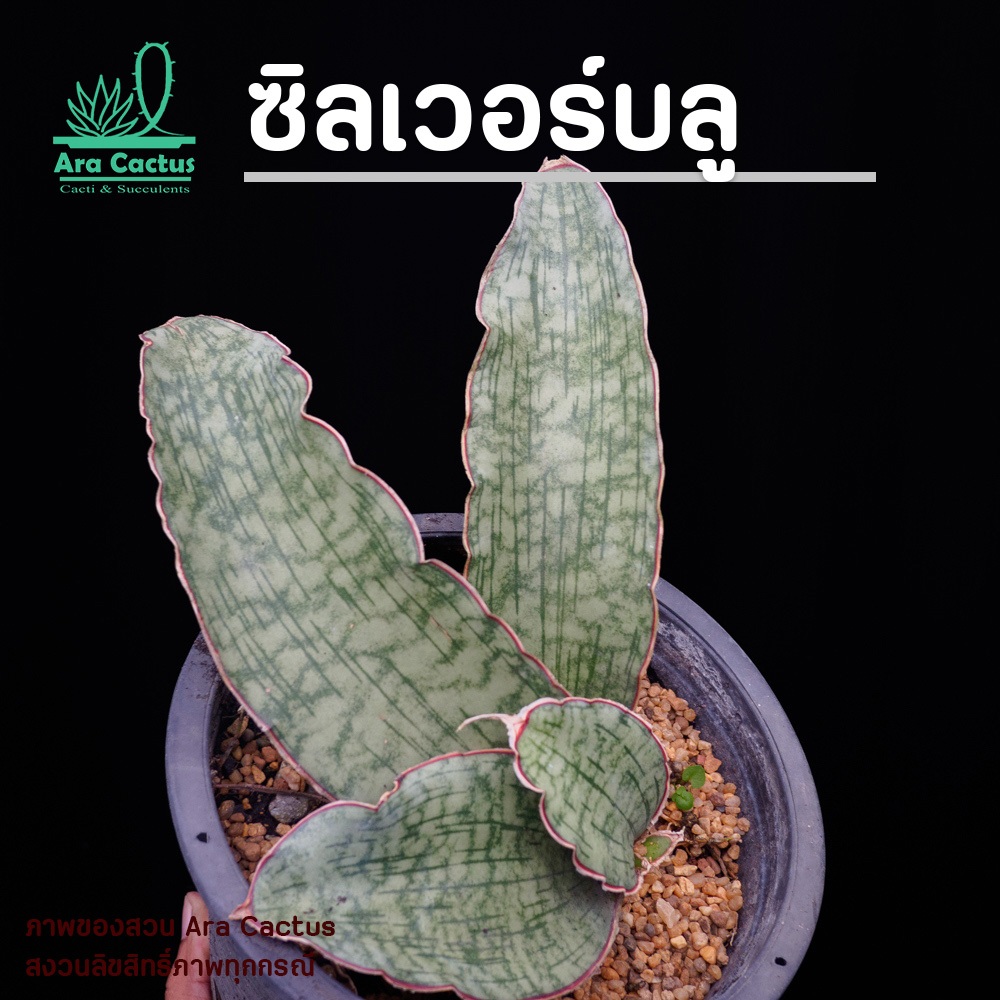 สวนขายเอง! ลิ้นมังกรซิลเวอร์บลู Sansevieria SilverBlue ไซส์กระถาง 5 นิ้ว แคคตัส ไม้ในร่ม ต้นไม้ประดับ อวบน้ำ ไม้ฟอกอากาศ