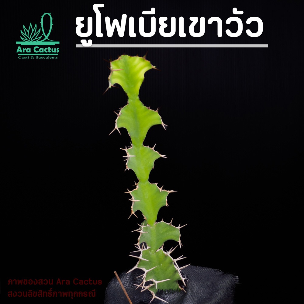 สวนขายเอง! ยูโฟเบียเขาวัว Euphorbia grandicornis ต้นใหญ่ ไซส์กระถาง 6 นิ้ว แคคตัส กระบองเพชร ต้นไม้ประดับ ไม้อวบน้ำ
