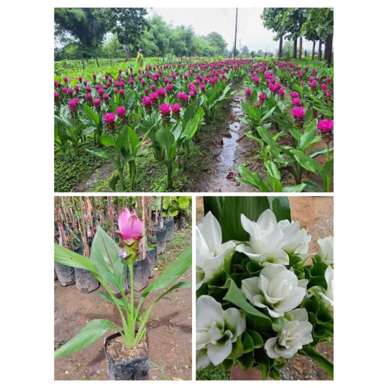 ต้นดอกบัวสวรรค์หรือปทุมมา💥สูง 30 - 40 cm💥 1 ต้น 129 บาท