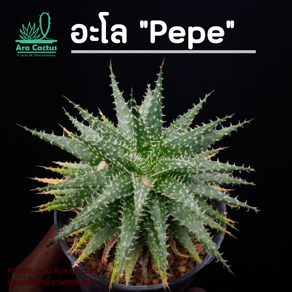 สวนขายเอง! อะโล Aloe Pepe ไซส์กระถาง 3 นิ้ว แคคตัส กระบองเพชร ต้นไม้ประดับ อวบน้ำ ตะบองเพชร