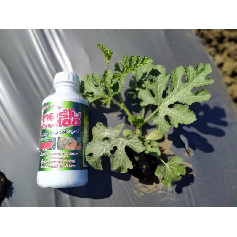 เทอร์โบ 100 ตราเสือคู่ สำหรับพืชเถาเลื้อย ลูกใหญ่ผลดก ยอดเดินไว เถาอวบแข็งแรง - รูปที่ 7