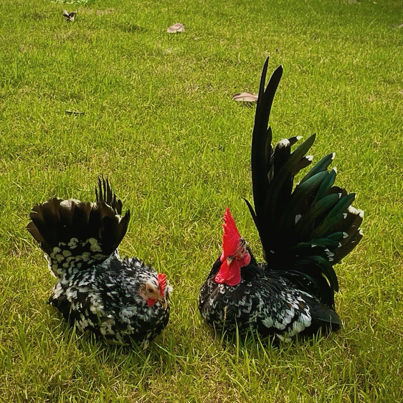 ไข่เชื้อ ไก่แจ้สีกระดำ