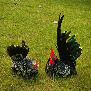 ไข่เชื้อ ไก่แจ้สีกระดำ