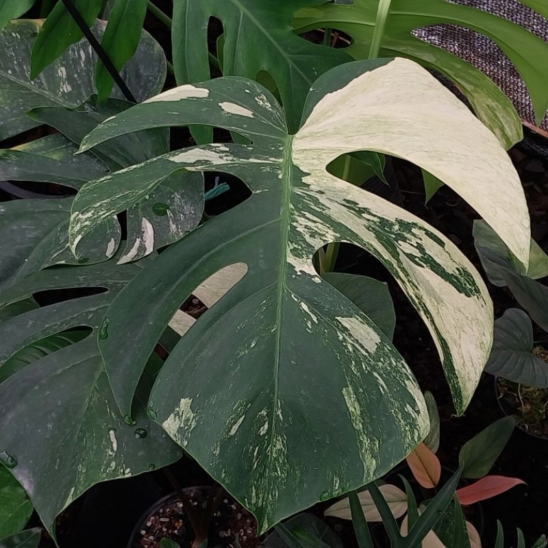 Monstera Mint มอนมิ้นต์ มอนสเตอร่า มิ้นต์  ส่งทั้งกระถาง ได้ต้นตามภาพ