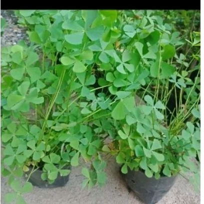 ผักแว่น ผักแว่นน้ำในถุงดำ ราคา 30บาท