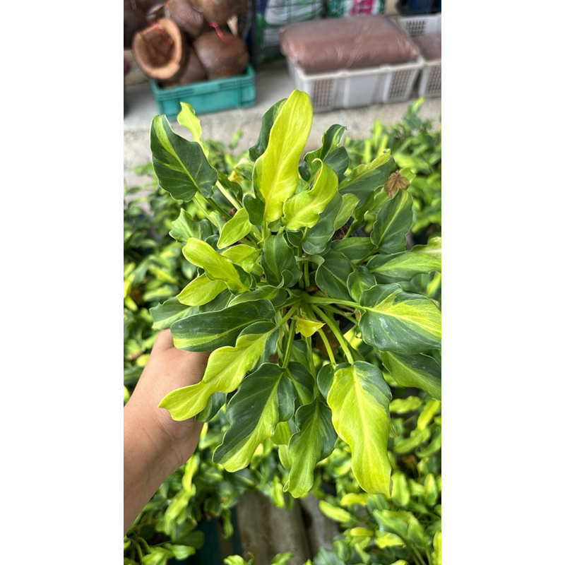 ซานาดูด่างแคระ Philodendron Xanadu dwarf Varageted#ต้นซานาดูแคระด่าง สีสวยไม้ฟอก