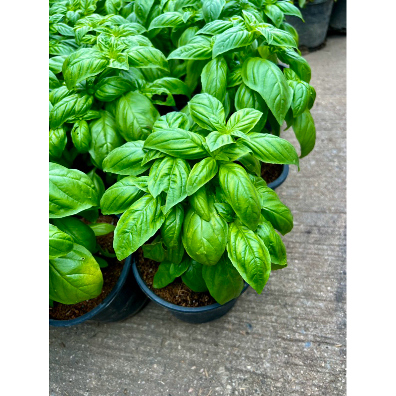 Italian basil อิตาเลี่ยนบาซิล โหระพาฝรั่ง โหระพาอิตาเลี่ยน โหระพาใบใหญ่ สมุนไพรฝรั่ง ส่งทั้งกระถาง