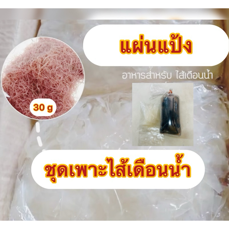 ชุดเพาะไส้เดือนน้ำ สำหรับเป็นอาหารปลาสวยงาม