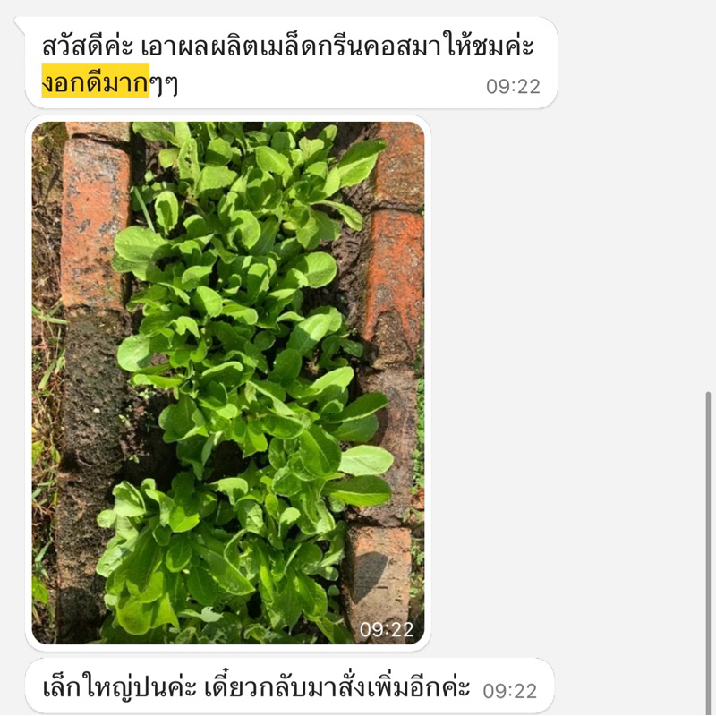 เมล็ดพันธุ์ สลัดกรีนคอส100เมล็ด [ 10แถม2 ] คละได้ ราคา ถูกที่สุด ดีลบีเคเค แกลเลอรีภาพที่ 8