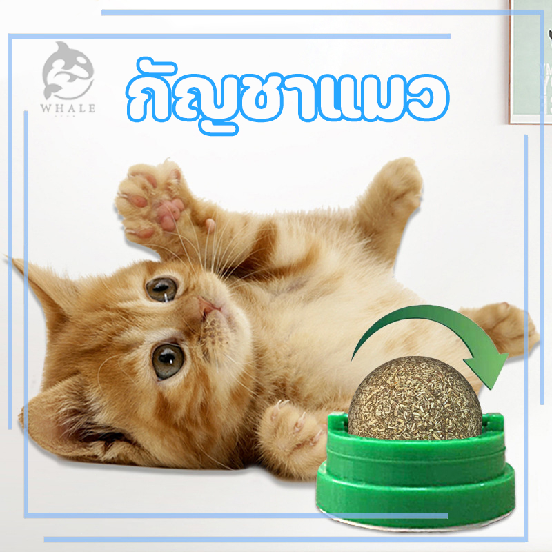 กัญชาแมว แคทนิปบอล ติดกำแพง ไม่กลิ้งหาย catnip ball แคทนิปแมว หญ้าแมว ของเล่นแมว ลดคราบหินปูน สําหรับสัตว์เลี้ยง