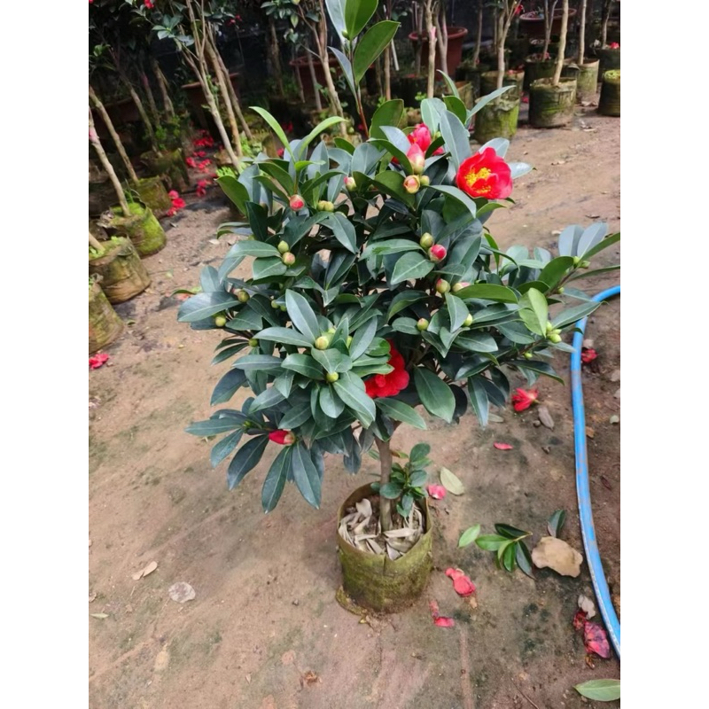 คามิเลียดอกสีแดงต้นติดดอกCamillia
