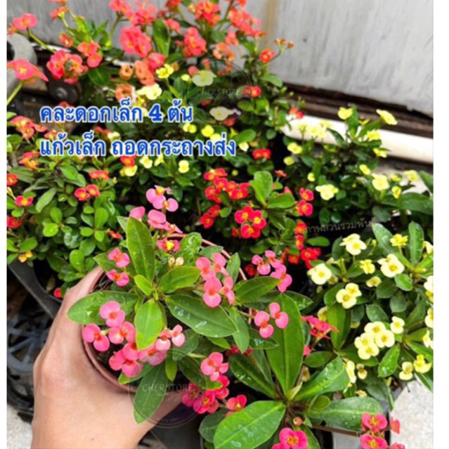 โป๊ยเซียน คละสีดอกเล็กถอดจากแก้วเล็ก(4ต้น)