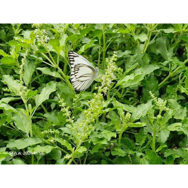 เมล็ดพันธุ์กระเพรา500 เมล็ด 20 บาท