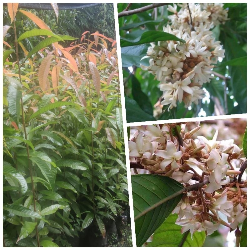 ต้นจันทร์กระพ้อ ต้นสูง 80-100 cm