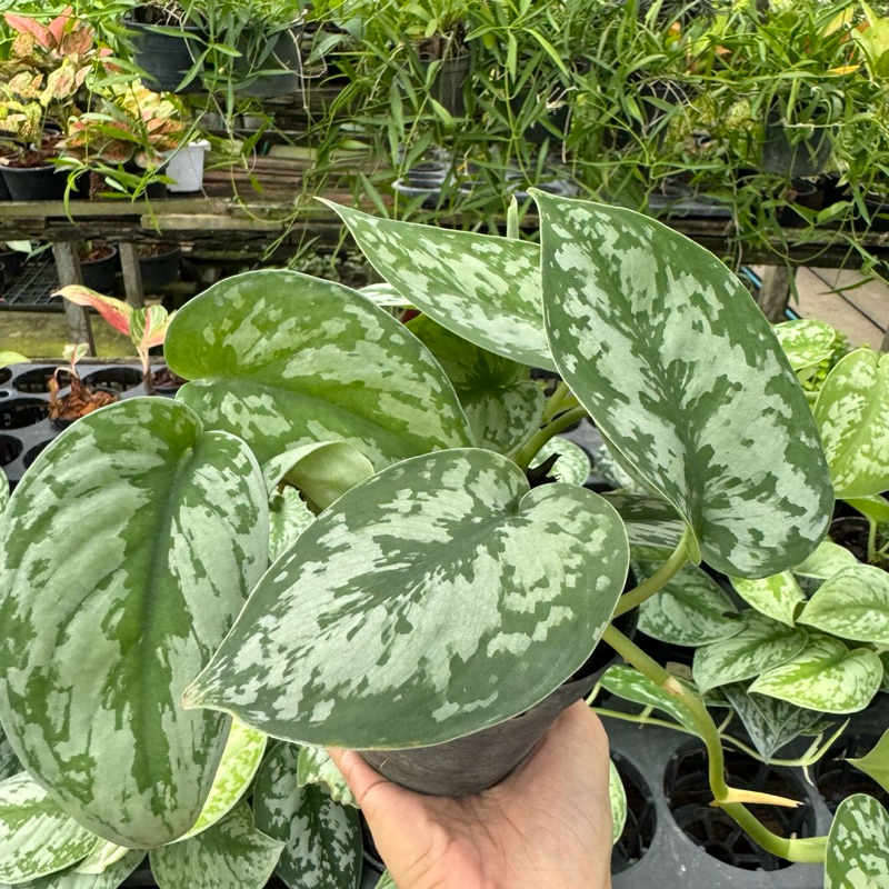 ต้นพลูหัวใจแนบ (Scindapsus Exotica) ต้นไม้ประดับ ในกระถางดำขนาด 4 นิ้ว แพคส่งพร้อมกระถาง
