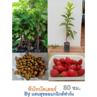 ต้นพีนัทบัตเตอร์ หรือต้นเนยถั่ว ขนาดความสูง 50-60 ซม. แบบกิ่งตอน