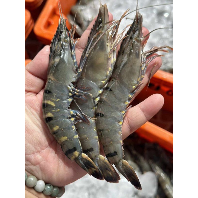 กุ้งกุลาดำ ไซส์20-30ตัวโล  ขายแพ็คละ 1กิโลกรัม กุ้งสดๆและนำไปแช่แข็ง