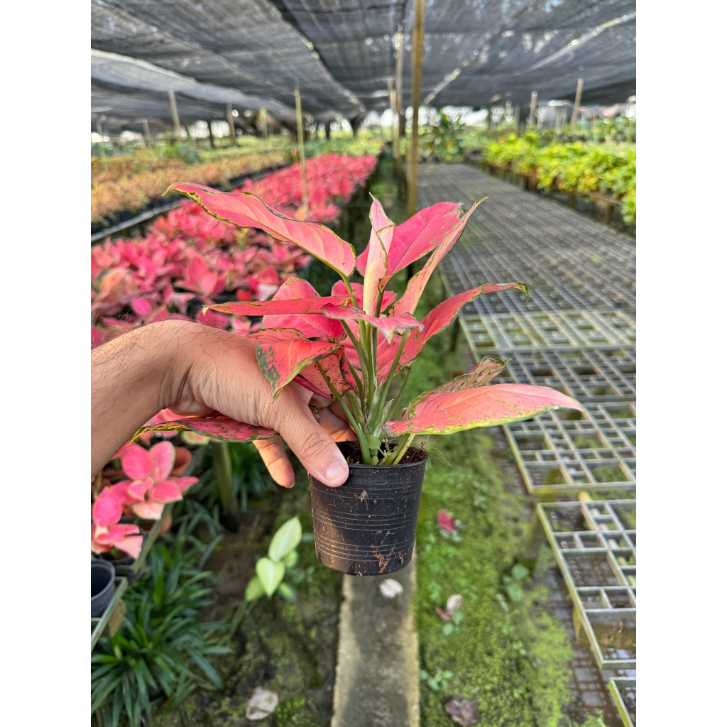 มุมมอง 4