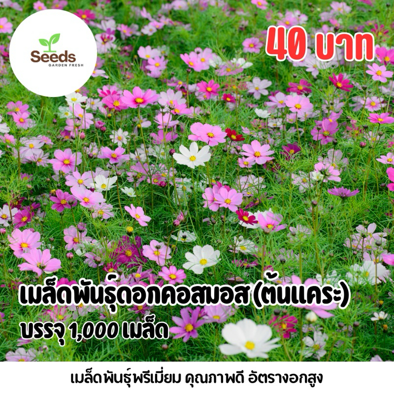 เมล็ดพันธุ์ดอกคอสมอสพันธุ์แคระ (Cosmos) บรรจุ 1,000 เมล็ด
