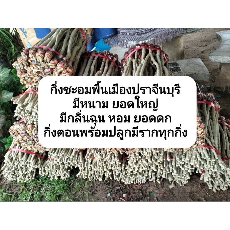 ชะอม "กิ่งพันธุ์พื้นเมือง" 30 กิ่ง 350 บาท เป็นกิ่งตอน ขนาดความยาว 30ซม. ปลูกได้เลยค่ะ