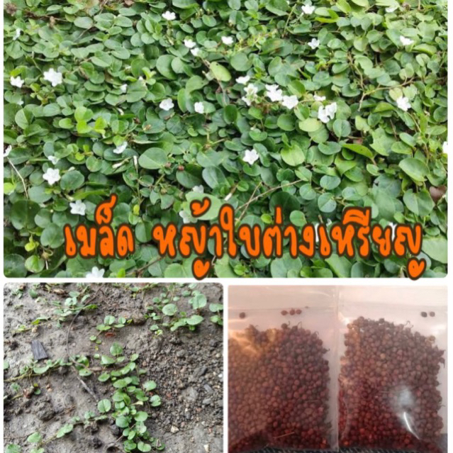 เมล็ดพันธุ์ หญ้าใบต่างเหรียญ พืชคลุมดิน