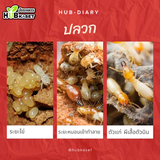 พาโตดาน 1กิโลกรัม (ฟิโพรนิล เม็ดสีม่วง) ใช้โรยก้นหลุมและโคนต้น ป้องกันกำจัดเพลี้ย ปลวก หนอนม้วนใบ