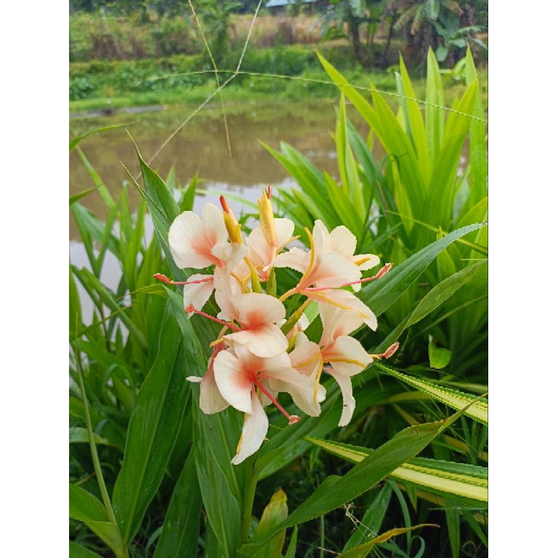 ว่านมหาหงส์   ต้นสะเลเตทุกสีส่งเป็นต้นนะคะ / butterfly lily /  999garden