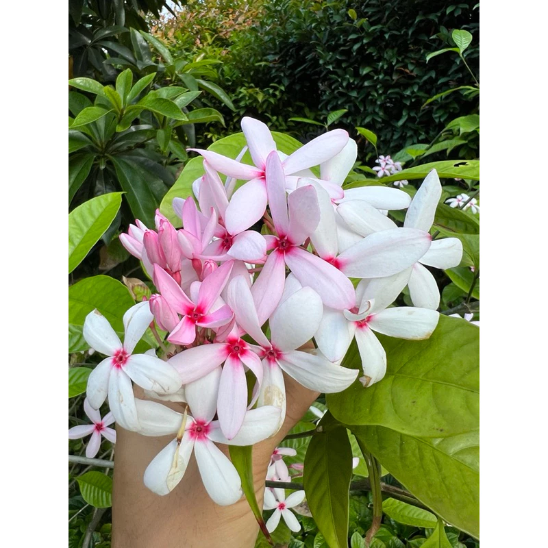 ต้นพุดชมพู ( เข็มอุณากรรณ ) ไม้พุ่มขนาดเล็ก ChayTongAong