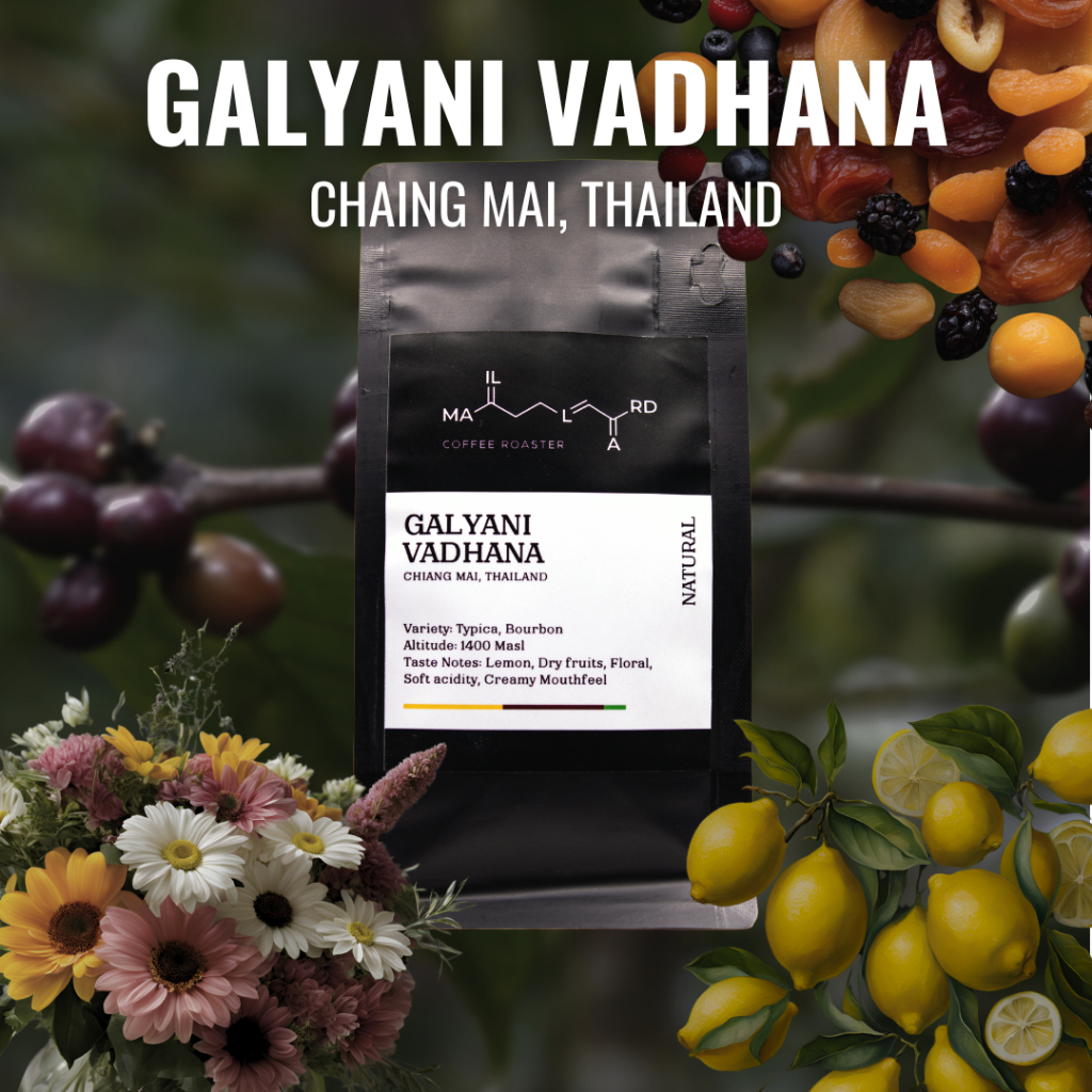 Maillard Coffee Roaster เมล็ดกาแฟคั่ว กัลยาณิวัฒนา Galyani Vadhana Chiang Mai (คั่วอ่อน)