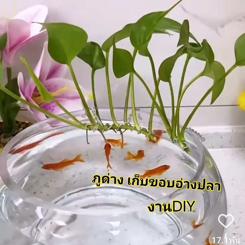 ภูด่าง เกาะขอบตู้ งานDiy  ลวด