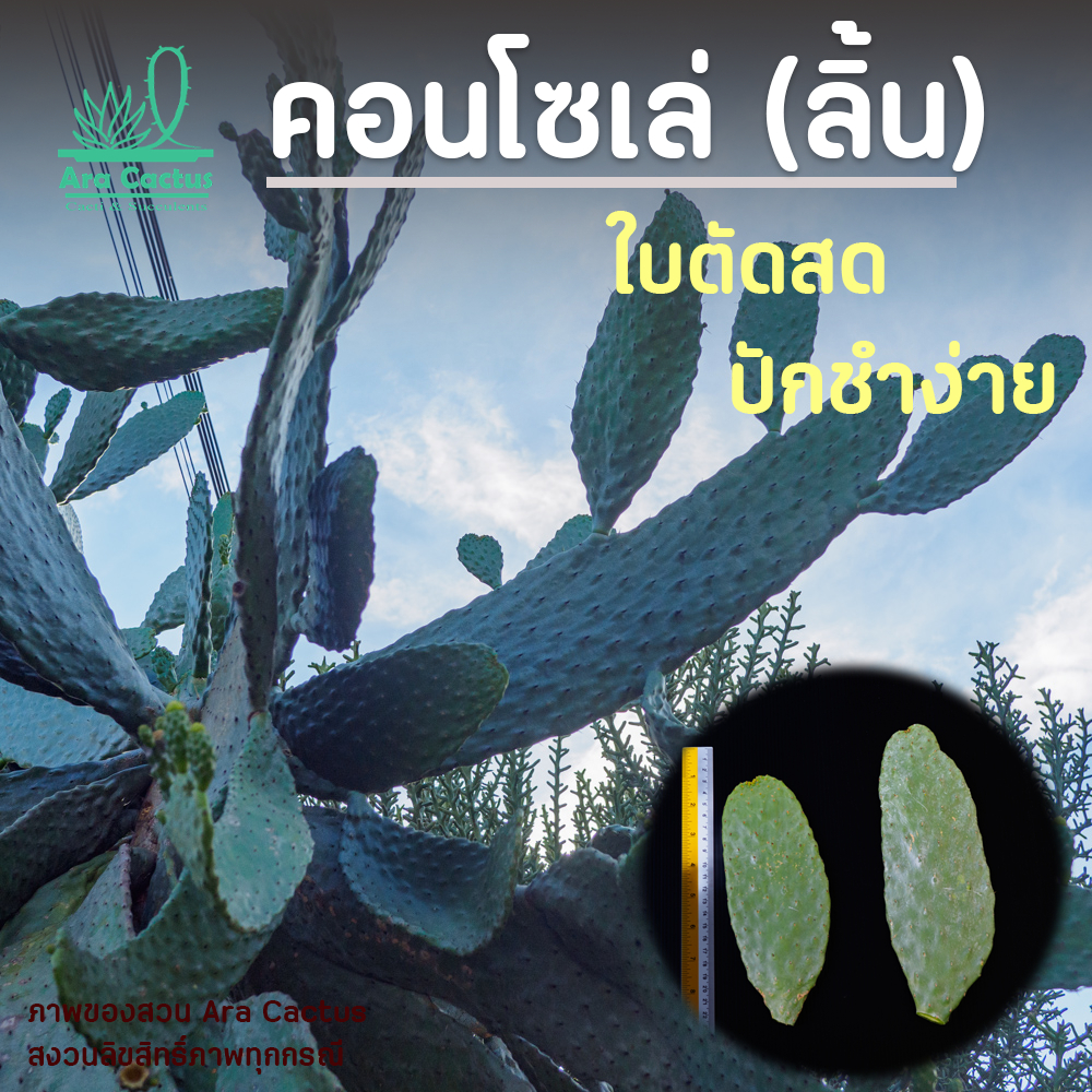 ขายใบตัดสด! คอนโซเล่ฟอร์มใหญ่ Consolea rubescens ใบแก่ใบใหญ่ ชำง่าย รากมาไว แต่งรั้ว แต่งสวน พร้อมชำ แคคตัส กระบองเพชร