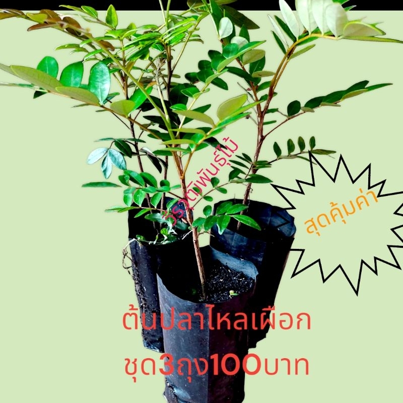 ต้นปลาไหลเผือกสมุนไพรขาย3ถุง100บาท