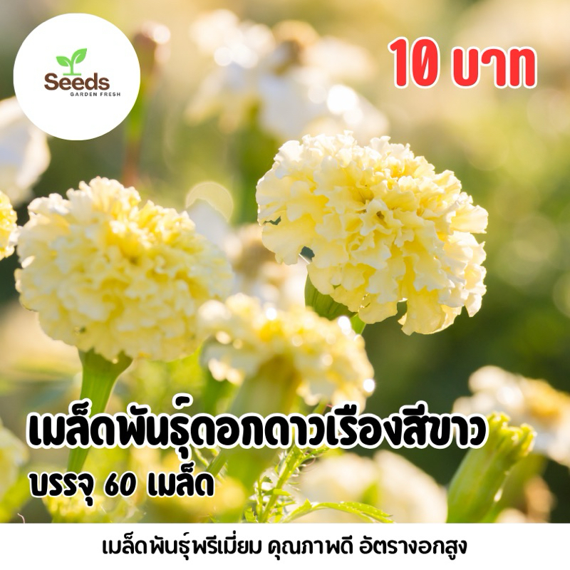 เมล็ดพันธุ์ดอกดาวเรืองสีขาว บรรจุ 60 เมล็ด/ซอง