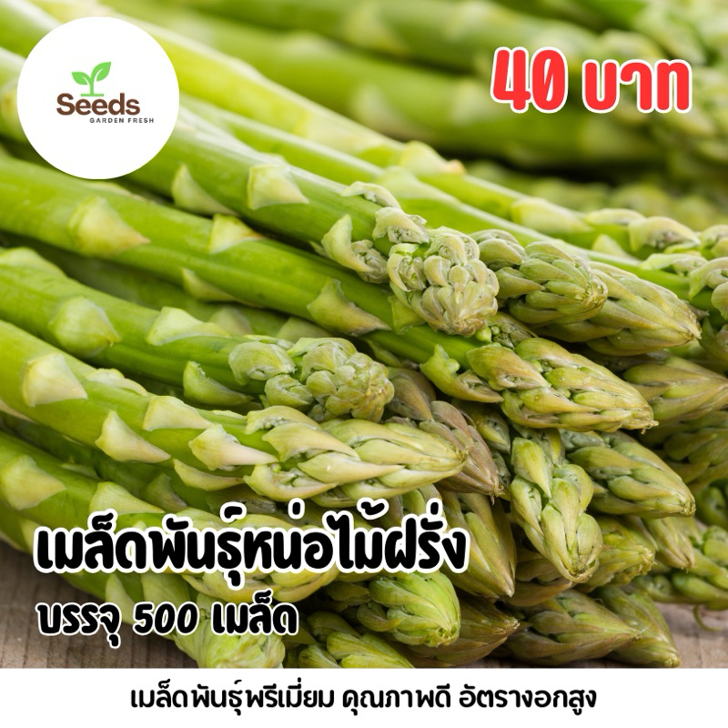 เมล็ดพันธุ์หน่อไม้ฝรั่ง บรรจุ 500 เมล็ด/ซอง