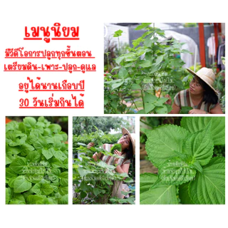 เมล็ดใบงาเกาหลีของแท้ 70-80เมล็ด พร้อมสอนปลูกทุกขั้นตอน #แกนิบ 깻잎 #ใบงาเกาหลี #Gaennip #KoreanPerilla