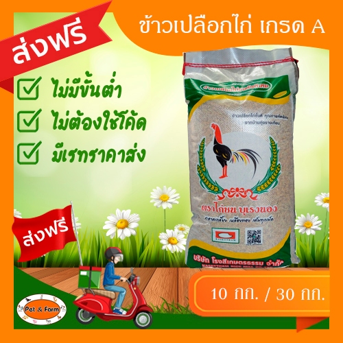ข้าวเปลือกไก่ ตราไก่ชน บุเรงนอง (ขนาด10 กก./30 กก.) คัดพิเศษเกรด A เม็ดเต็ม [ส่งฟรีไม่ต้องใช้โค้ด!!]
