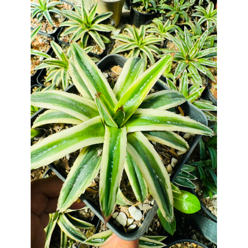 Agave victoriae reginae kizan อกาเว่ ด่าง ราคาถูก อยู่ในกระถาง4นิ้วตามภาพจิง